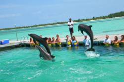 Poldnevni izlet na "otok delfinov" (iz Punta Cane)