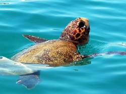 Caretta - Caretta