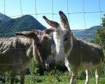 Agriturismo Al Marnich, Tessin - namestitev