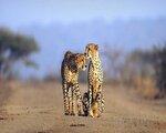 Jumeirah Thanda Safari, Durban (J.A.R.) - namestitev