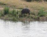 Pestana Kruger Lodge, Nelspruit (J.A.R.) / Kruger National Park - namestitev